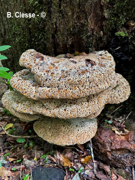 Pseudoinonotus dryadeus (Inonotus dryadeus)